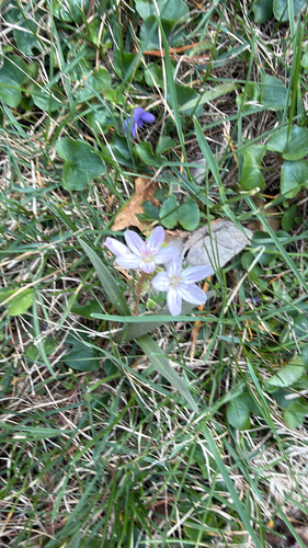 Virginia Springbeauty