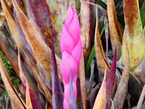 Tillandsia walteri, photograph 4