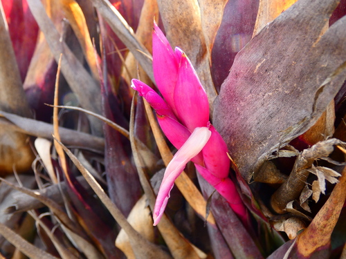 Tillandsia walteri, photograph 6