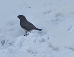 Junco hyemalis