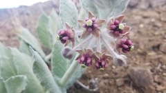 Asclepias californica californica