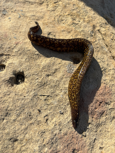 Muraena helena