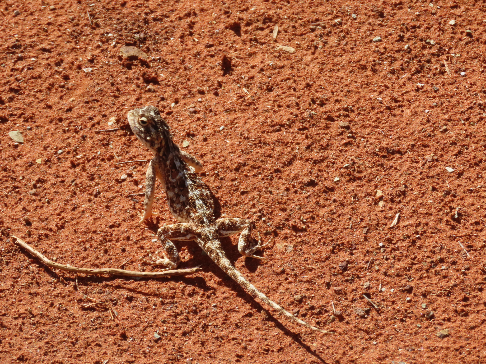 Agama aculeata Merrem, 1820