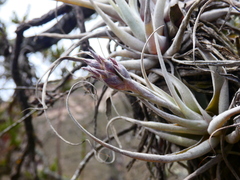 Tillandsia humilis