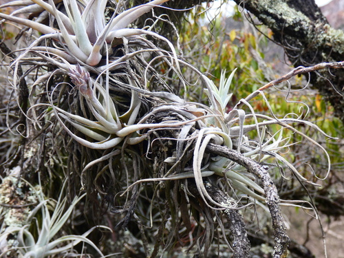 Tillandsia humilis, photograph 1