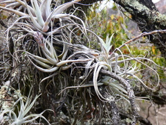 Tillandsia humilis, photograph (c) Jean Capcha Ramos, some rights reserved (CC BY)