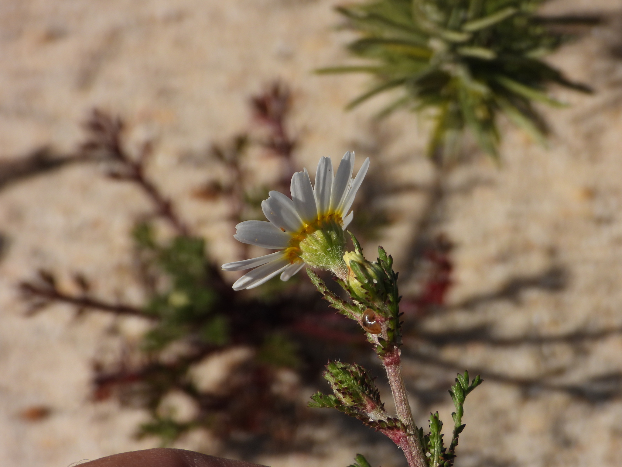 Chamaemelum Mixtum (Cladanthus mixtus)