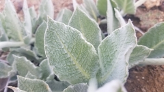 Asclepias californica californica