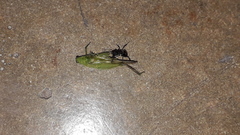 Paulinia acuminata