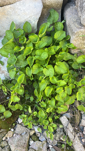 Marsh Violet (Viola palustris)