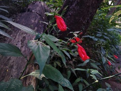 Ruellia brevifolia