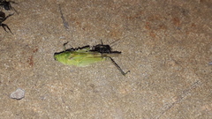 Paulinia acuminata