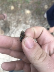 Colletes ultravalidus