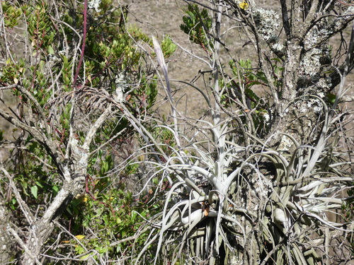 Tillandsia humilis, photograph 2