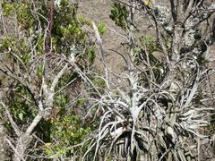 Tillandsia humilis, photograph (c) Jean Capcha Ramos, some rights reserved (CC BY)