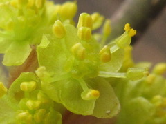 Lindera obtusiloba