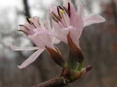 Lonicera praeflorens
