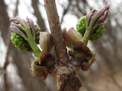 Sambucus sieboldiana