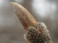Cornus kousa