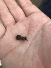 Colletes ultravalidus