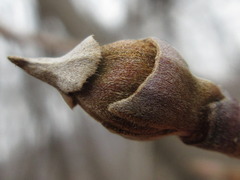 Cornus kousa