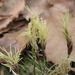 Carex humilis nana - Photo (c) onidiras-iNaturalist, some rights reserved (CC BY-NC), uploaded by onidiras-iNaturalist