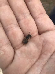 Colletes ultravalidus