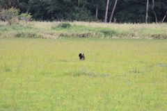 Meleagris gallopavo osceola