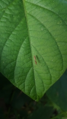 Berytidae