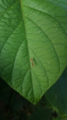 Berytidae