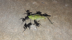 Paulinia acuminata