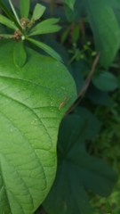 Berytidae