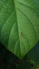 Berytidae