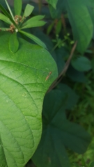 Berytidae