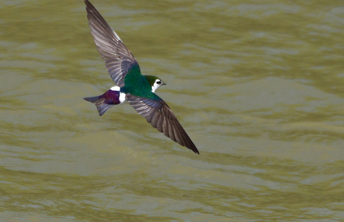 Violet-green Swallow
