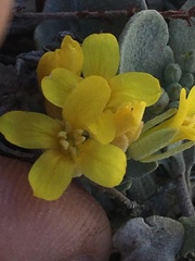 Physaria kingii