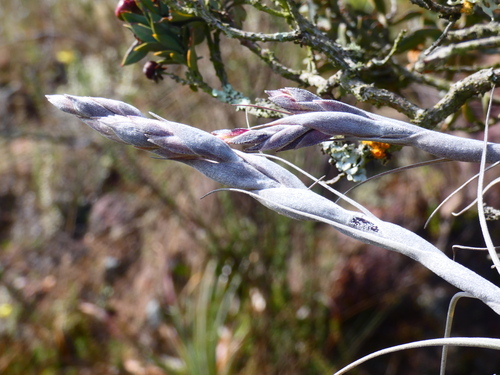 Tillandsia humilis, photograph 4