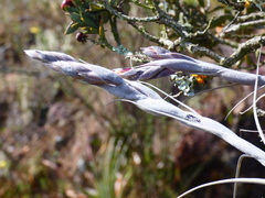 Tillandsia humilis, photograph (c) Jean Capcha Ramos, some rights reserved (CC BY)