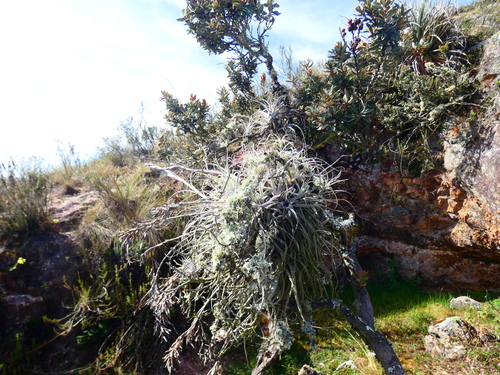Tillandsia humilis, photograph 3