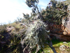 Tillandsia humilis, photograph (c) Jean Capcha Ramos, some rights reserved (CC BY)