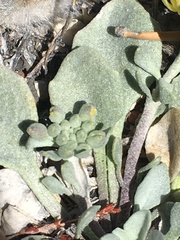 Physaria kingii