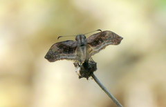 Theagenes dichrous