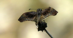 Theagenes dichrous