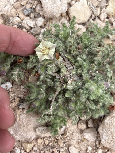 gray five-eyes (Chamaesaracha coniodes)