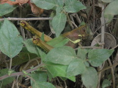 Coryacris angustipennis