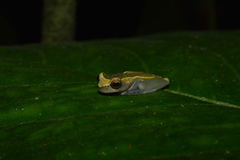 Dendropsophus manonegra