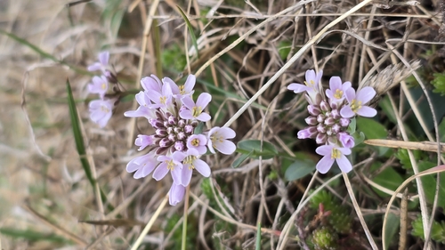 Early Penny-cress (Noccaea praecox)
