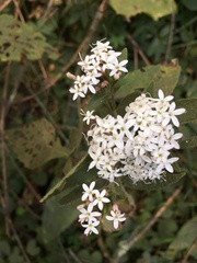 Stevia serrata