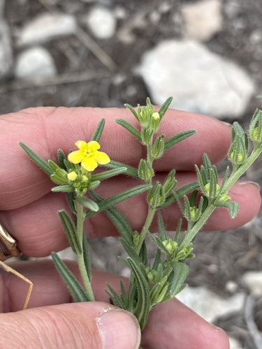 San Antonio stoneseed (Lithospermum mirabile)