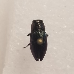 Chrysobothris analis